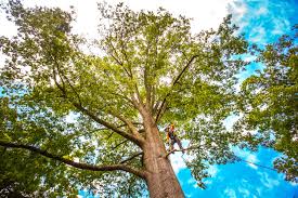 Best Tree Removal  in Kensington Park, FL