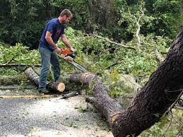 Best Storm Damage Tree Cleanup  in Kensington Park, FL