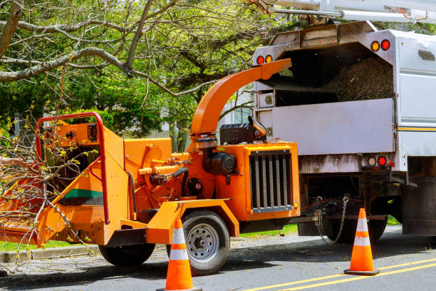 Best Tree Cabling and Bracing  in Kensington Park, FL