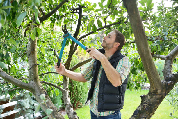 Best Hedge Trimming  in Kensington Park, FL